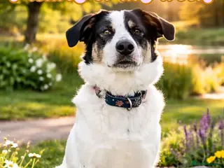 Mixed Breed dogs Oreo - In Foster UK - Advert 1