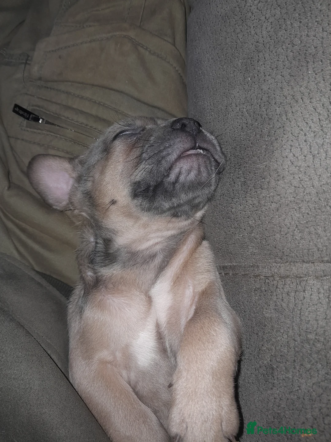 Mixed Breed dogs for sale: French bulldog x - Advert 14