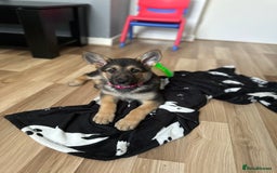 German Shepherd dogs for sale: German Shepherd 6 month old  - Image 3