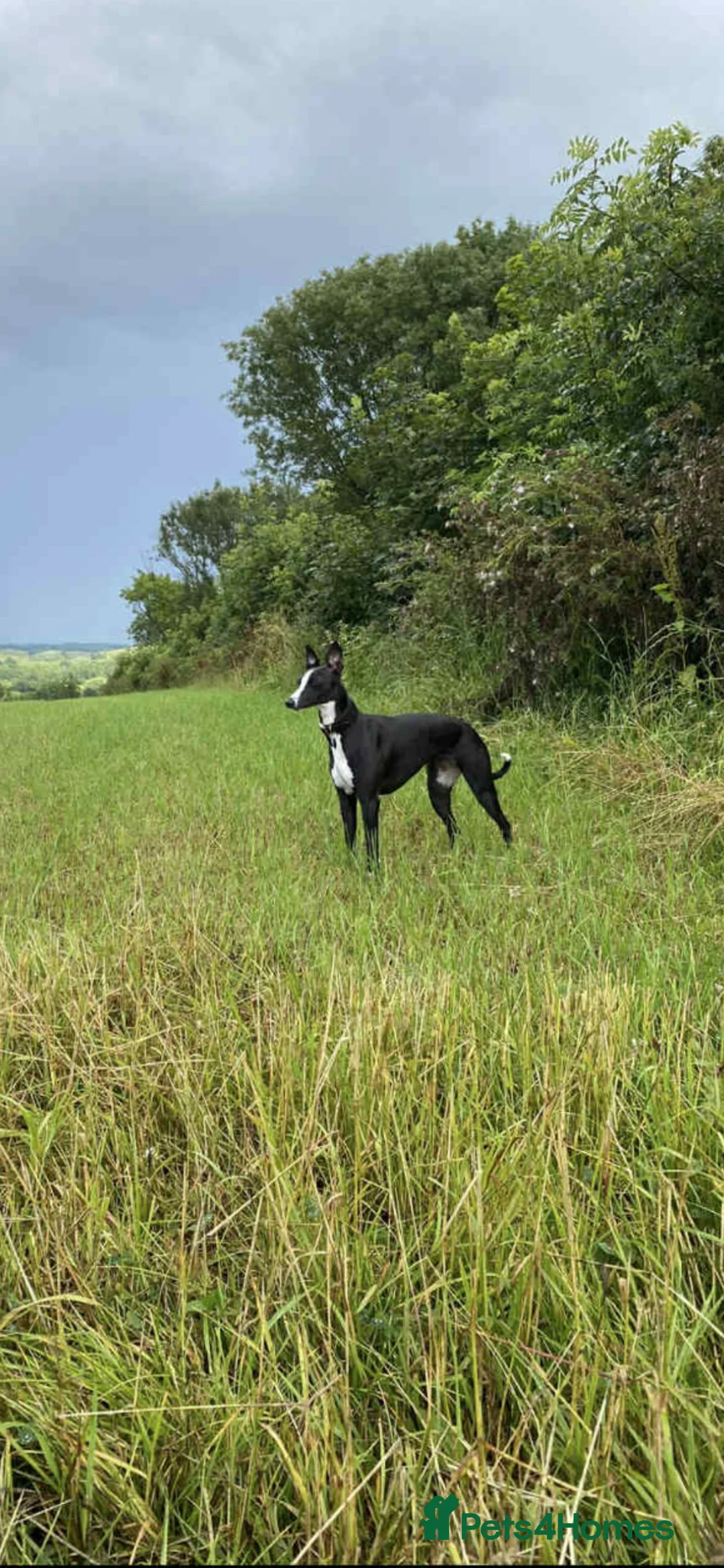 Mixed Breed dogs for sale: F1 CT CLEAR KC Mix Bedlington Whippets  in Hereford - Advert 2