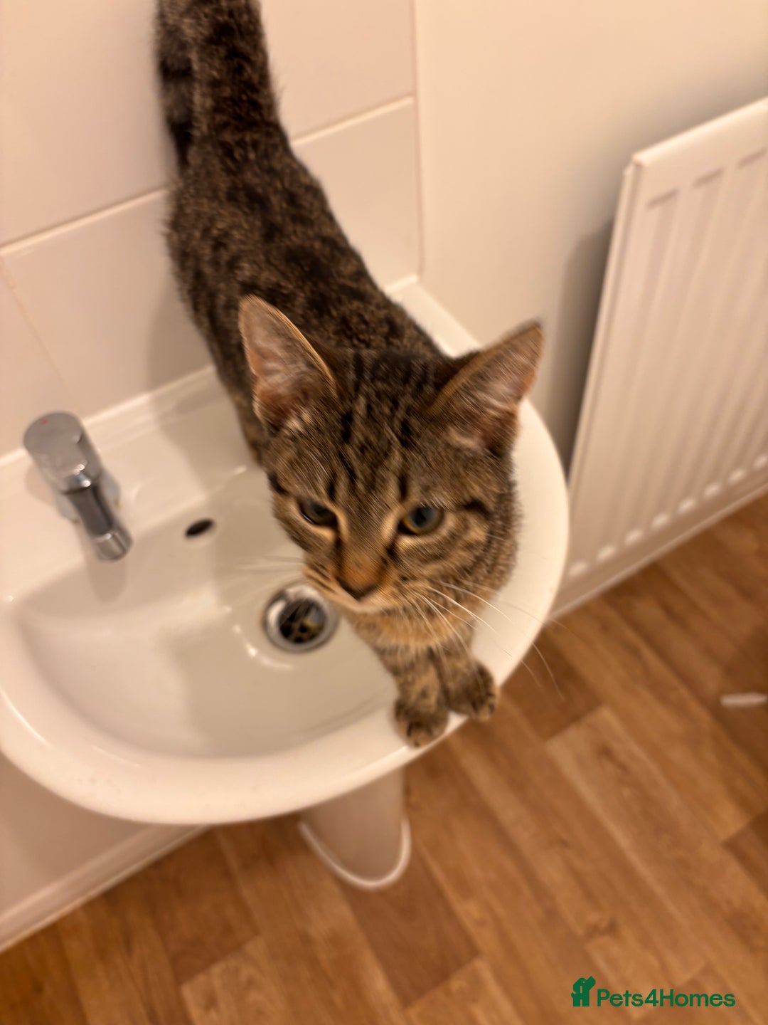 Mixed Breed cats for sale: Kitten for sale  - Image 2