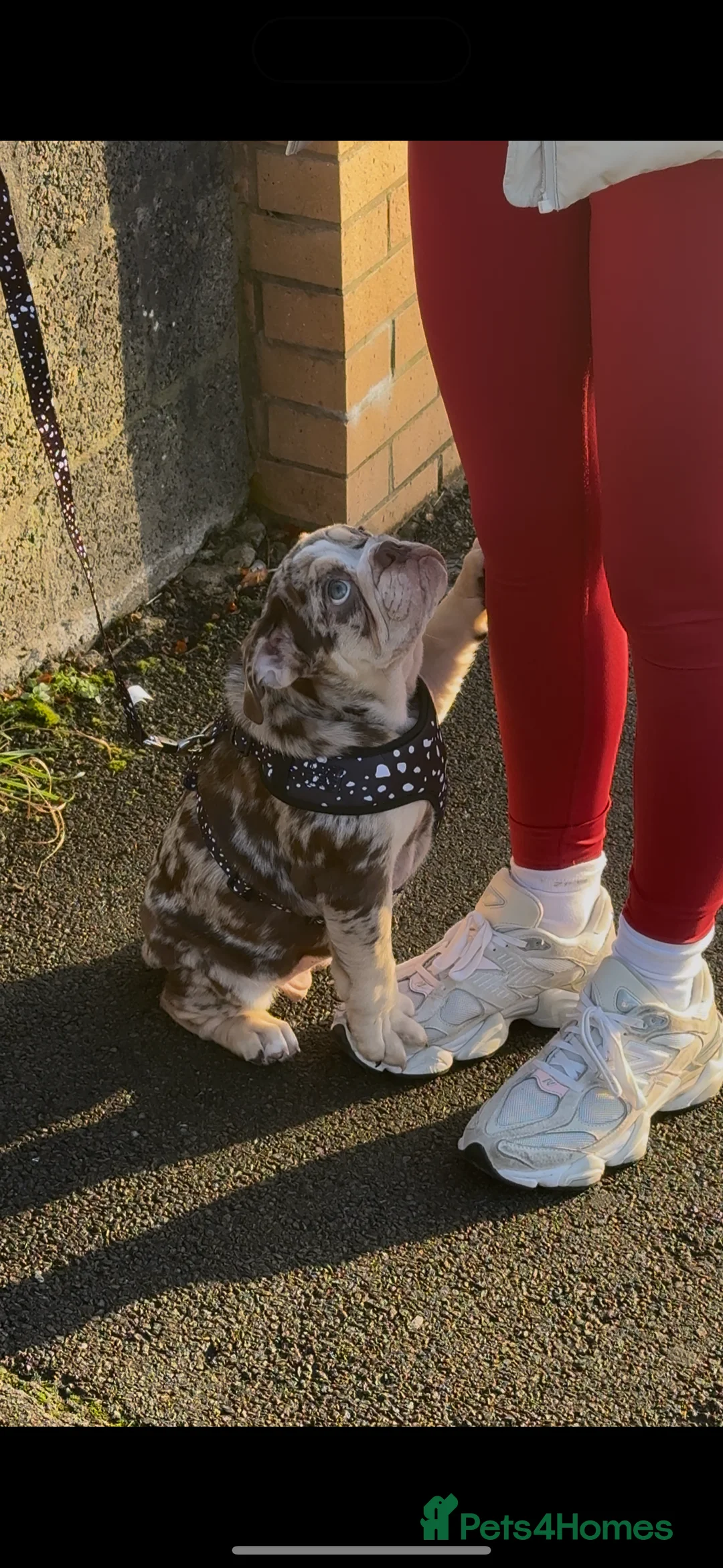 English Bulldog dogs for sale: tanned merle English bulldog  - Advert 2