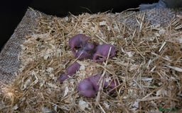 Lionhead rabbits for sale: Baby lionheads (not ready yet) - Image 3