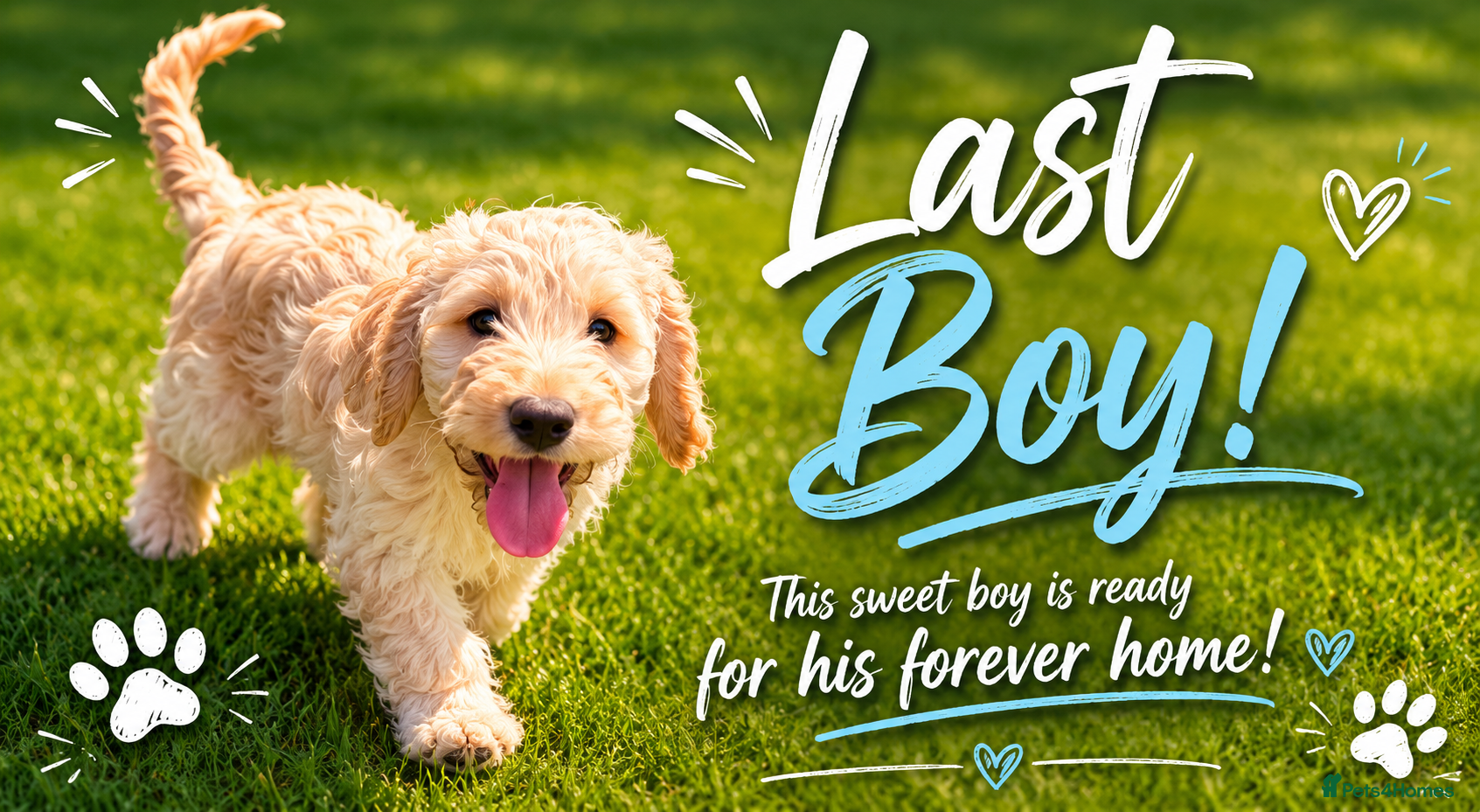 Cockapoo dogs Last boy Cockapoo F1 puppies for sale 🐶💙 - Advert 1