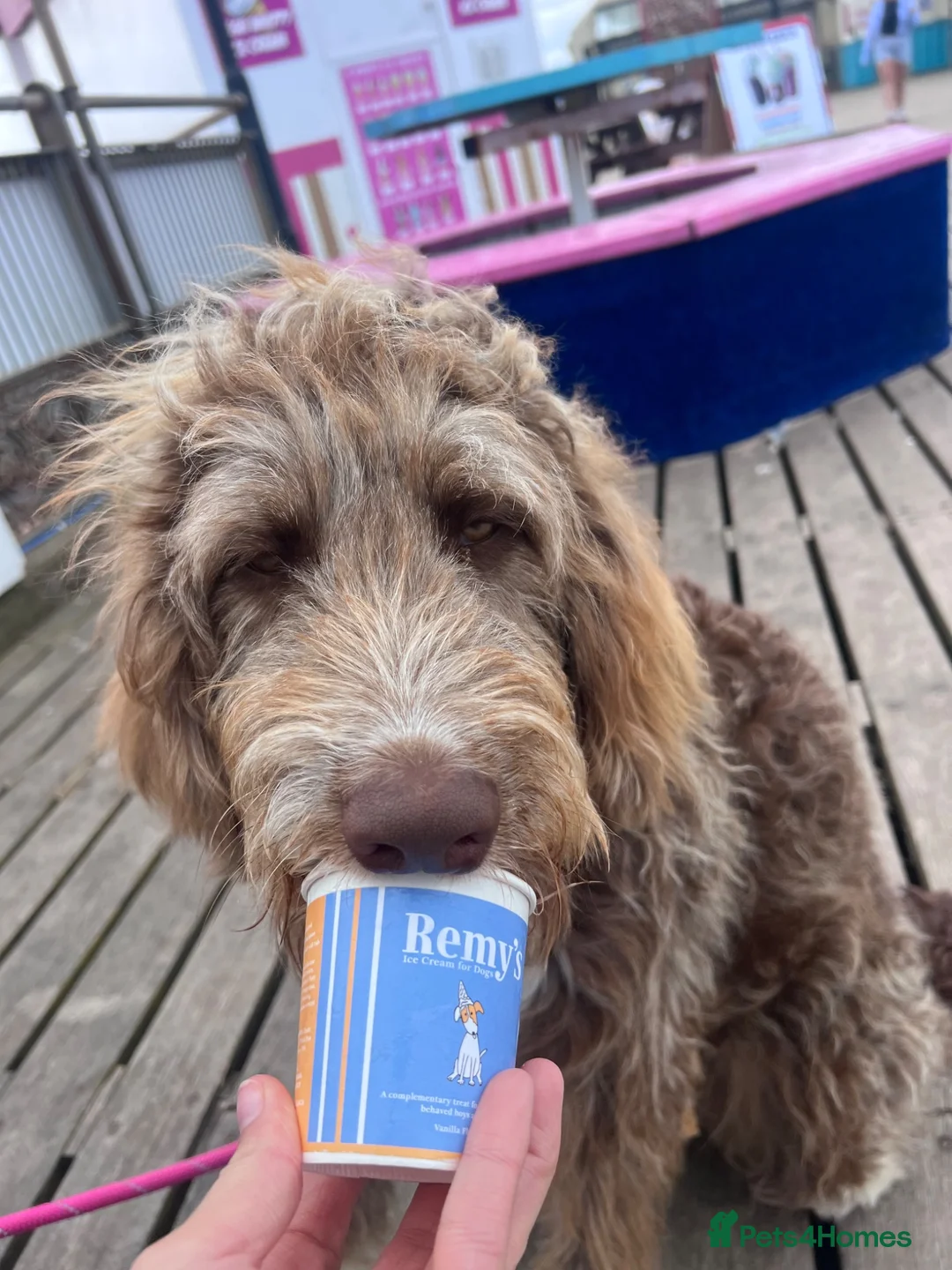 Bernedoodle dogs for sale: Bernedoodle puppy **rehome** - Advert 4