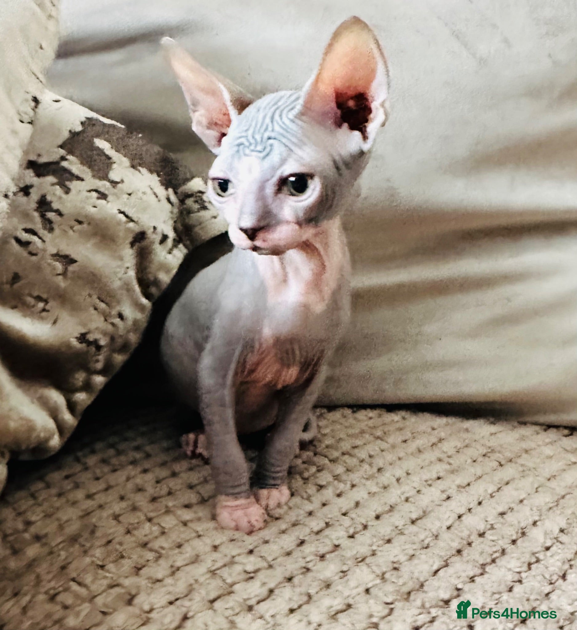 Sphynx cats Stunning boys ready now  - Advert 8