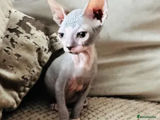 Sphynx cats Stunning boys ready now - Advert 8