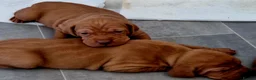 Hungarian Vizsla dogs for sale: Hungarian vizsla KC puppies for sale in Peterlee - Advert 7