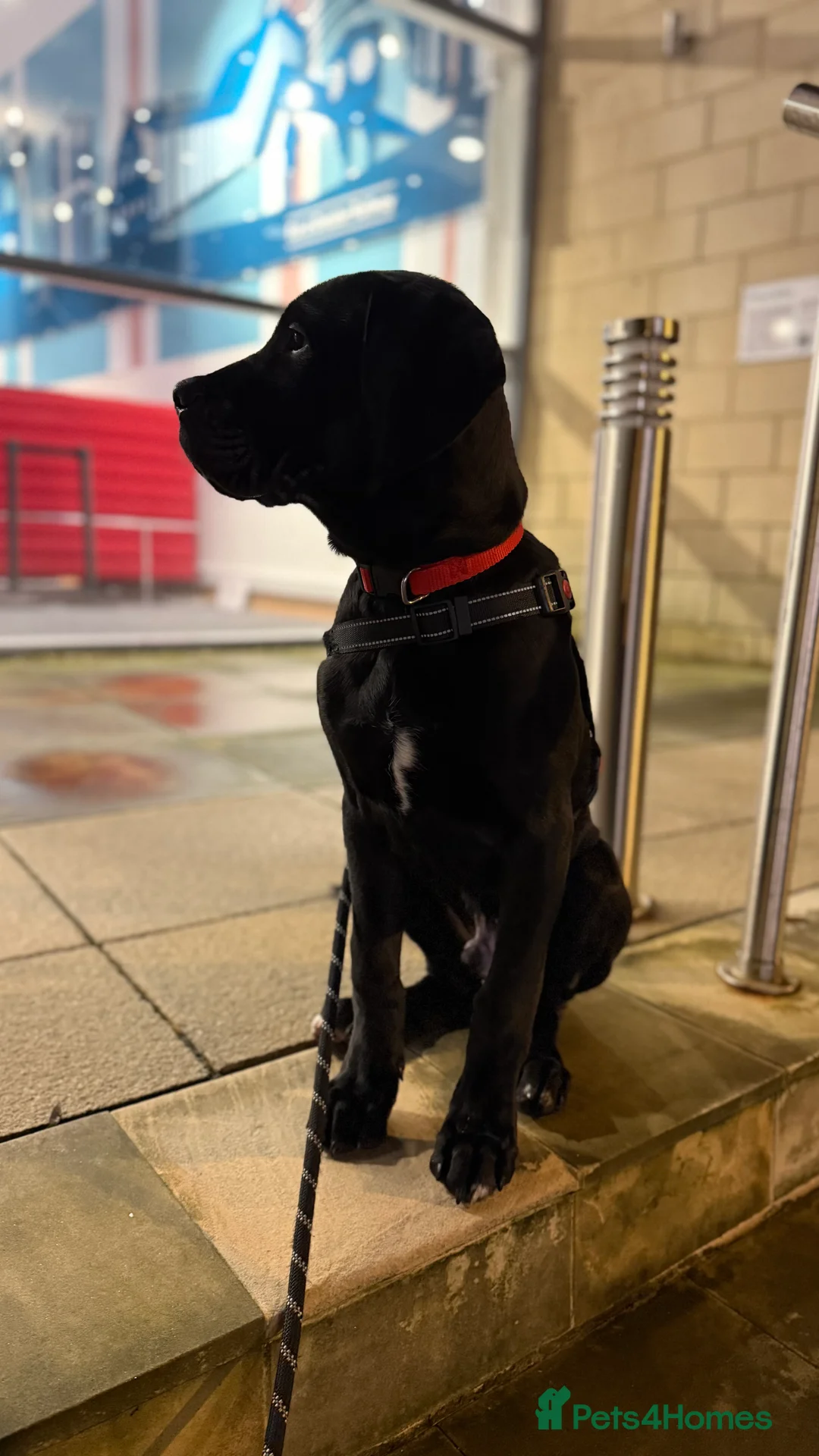 Cane Corso dogs for sale: Great Dane x cane corso  - Advert 1