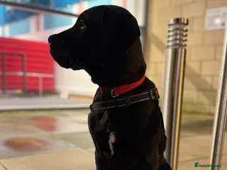 Cane Corso dogs Great Dane x cane corso - Advert 12