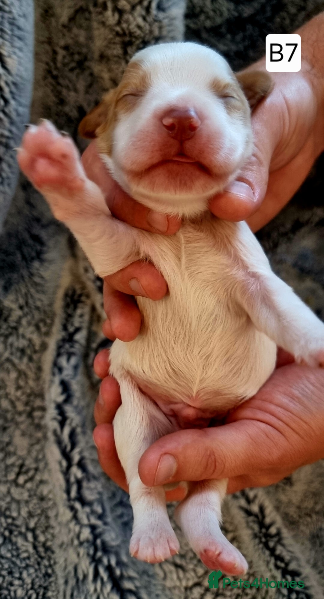 Cocker Spaniel dogs for sale: Stunning Working Cocker Spaniel Pups F1B  - Image 24