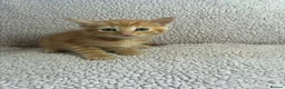 Mixed Breed cats for sale: Five Wonderful, Kichens, Very, Pretty Looking  - Advert 12