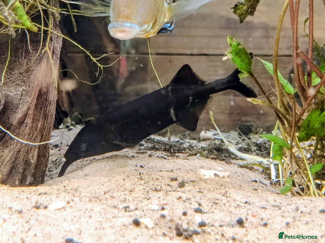 Cichlids fish for sale: Geophagus  & ALBINO HECKELII + MORE - Image 10
