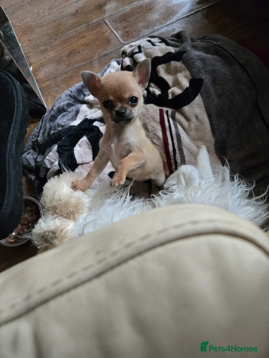 Chihuahua dogs for sale: Male chihuaha puppy  - Advert 1