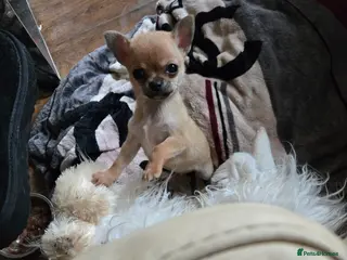 Chihuahua dogs Male chihuaha puppy - Advert 14