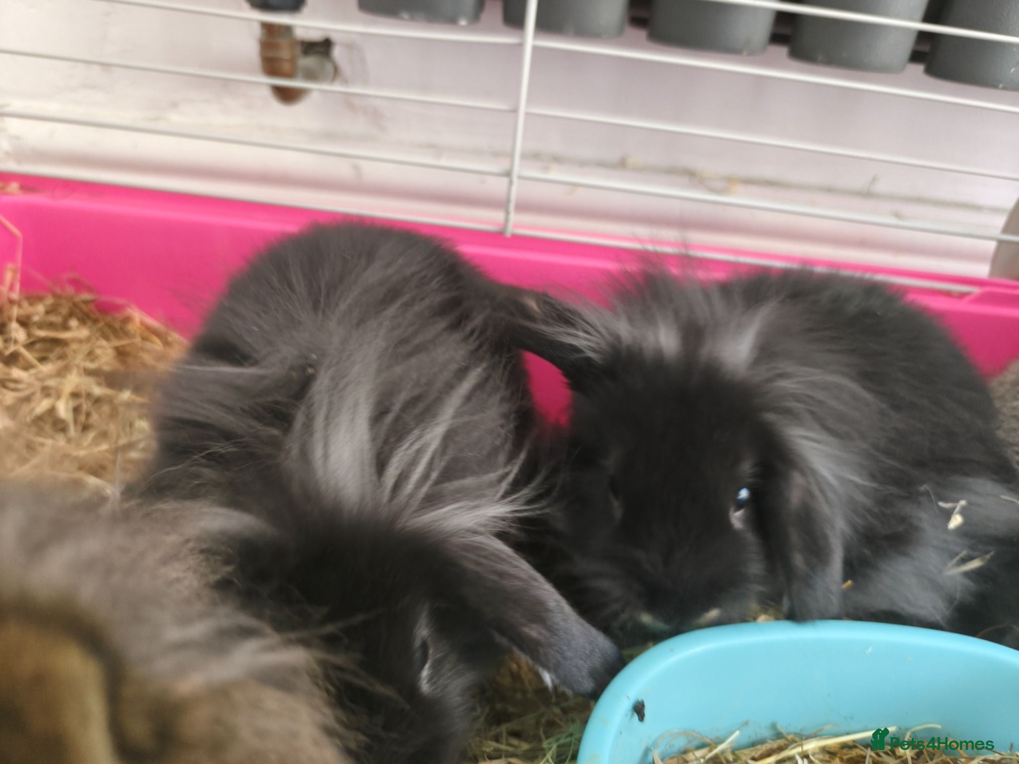 Mini Lop rabbits Black Otter Mini Lion Lops ready 10th July  - Advert 2