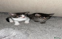Savannah cats for sale: F7 Savannah cats  - Image 4
