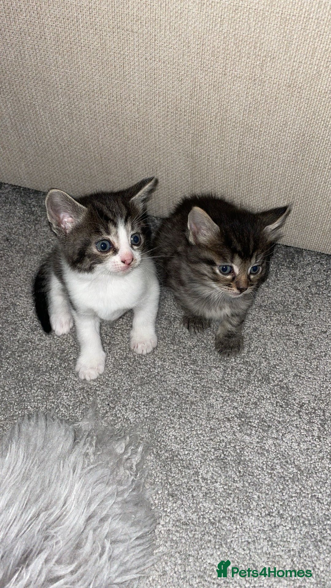 Savannah cats for sale: F7 Savannah cats  - Image 4