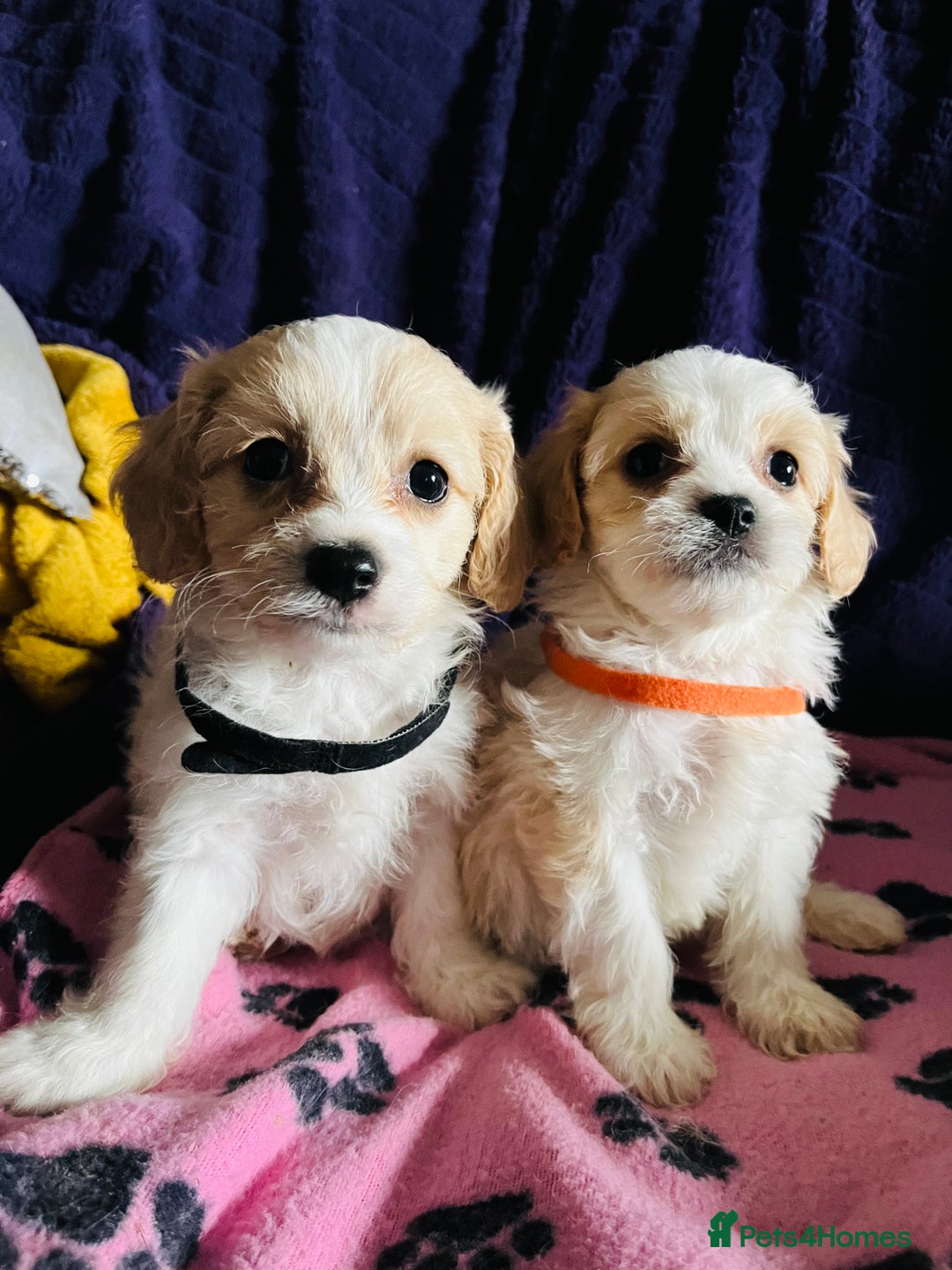 Cavachon dogs for sale: Cute Cavachon puppies  - Image 10