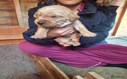 Golden Retriever dogs for sale: Working golden retriever puppies  - Image 26