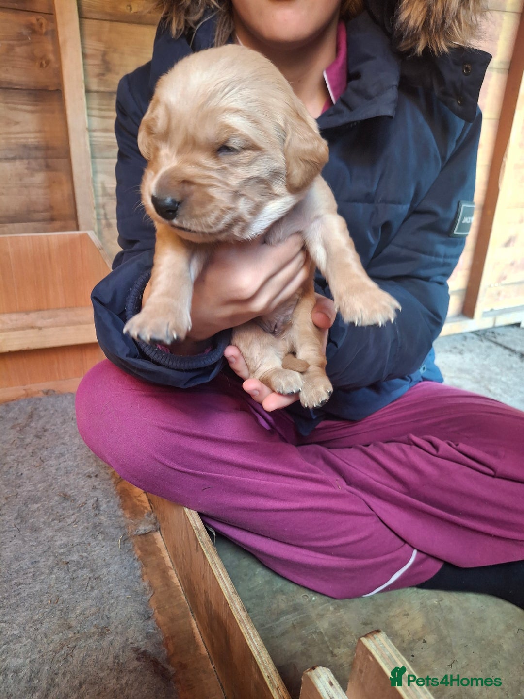 Golden Retriever dogs for sale: Working golden retriever puppies  - Image 26