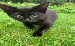 Mixed Breed cats for sale: Beautiful kittens ready now - Image 5