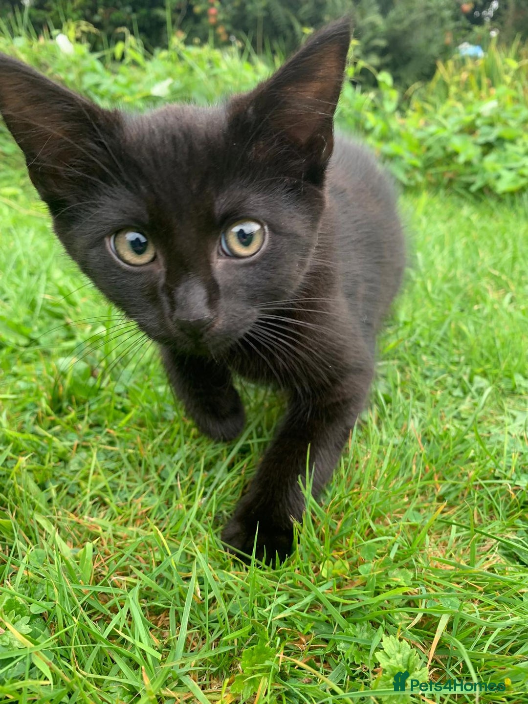 Mixed Breed cats for sale: Beautiful kittens ready now - Image 5
