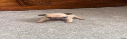 French Bulldog dogs for sale: 1 female French bull dog puppy  - Advert 8