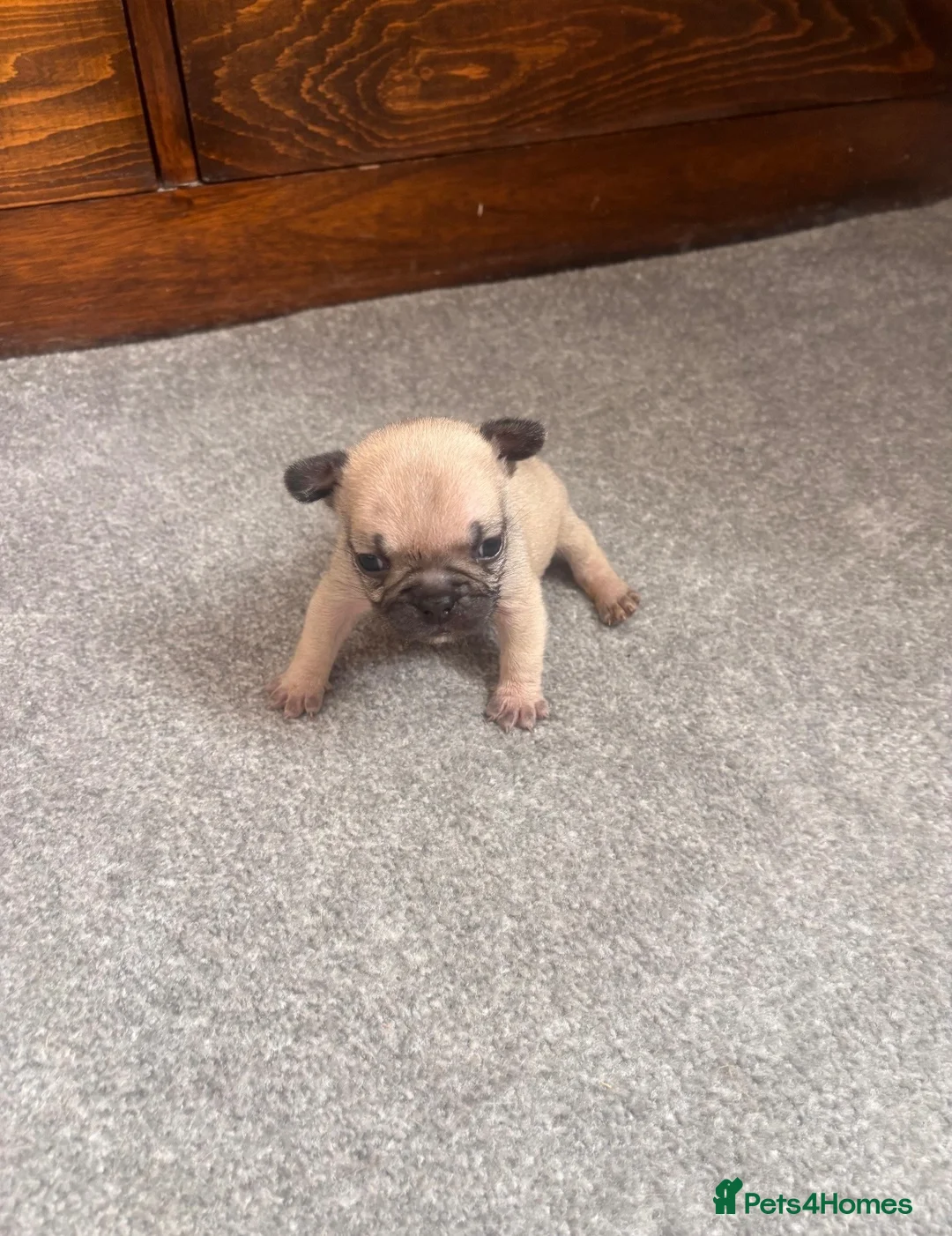 French Bulldog dogs for sale: 1 female French bull dog puppy  - Advert 8