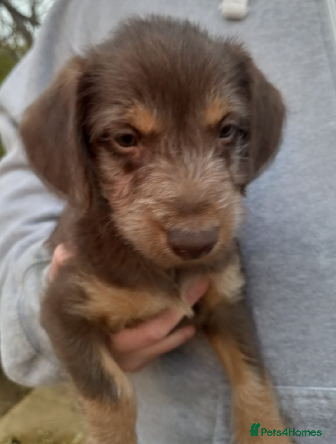 Bedlington Terrier dogs for sale: 7/8 Bedlington 1/8 whippet puppies  - Advert 14