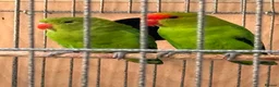 Lovebirds birds for sale: Abyssinian lovebirds  - Advert 2