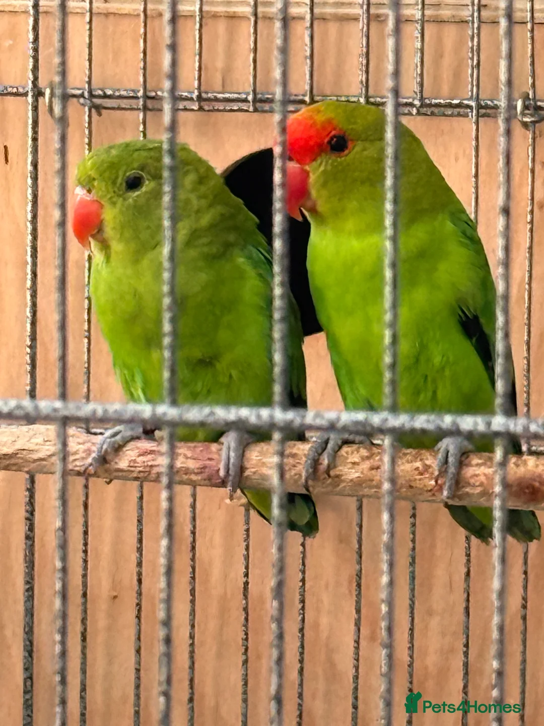 Lovebirds birds for sale: Abyssinian lovebirds  - Advert 2