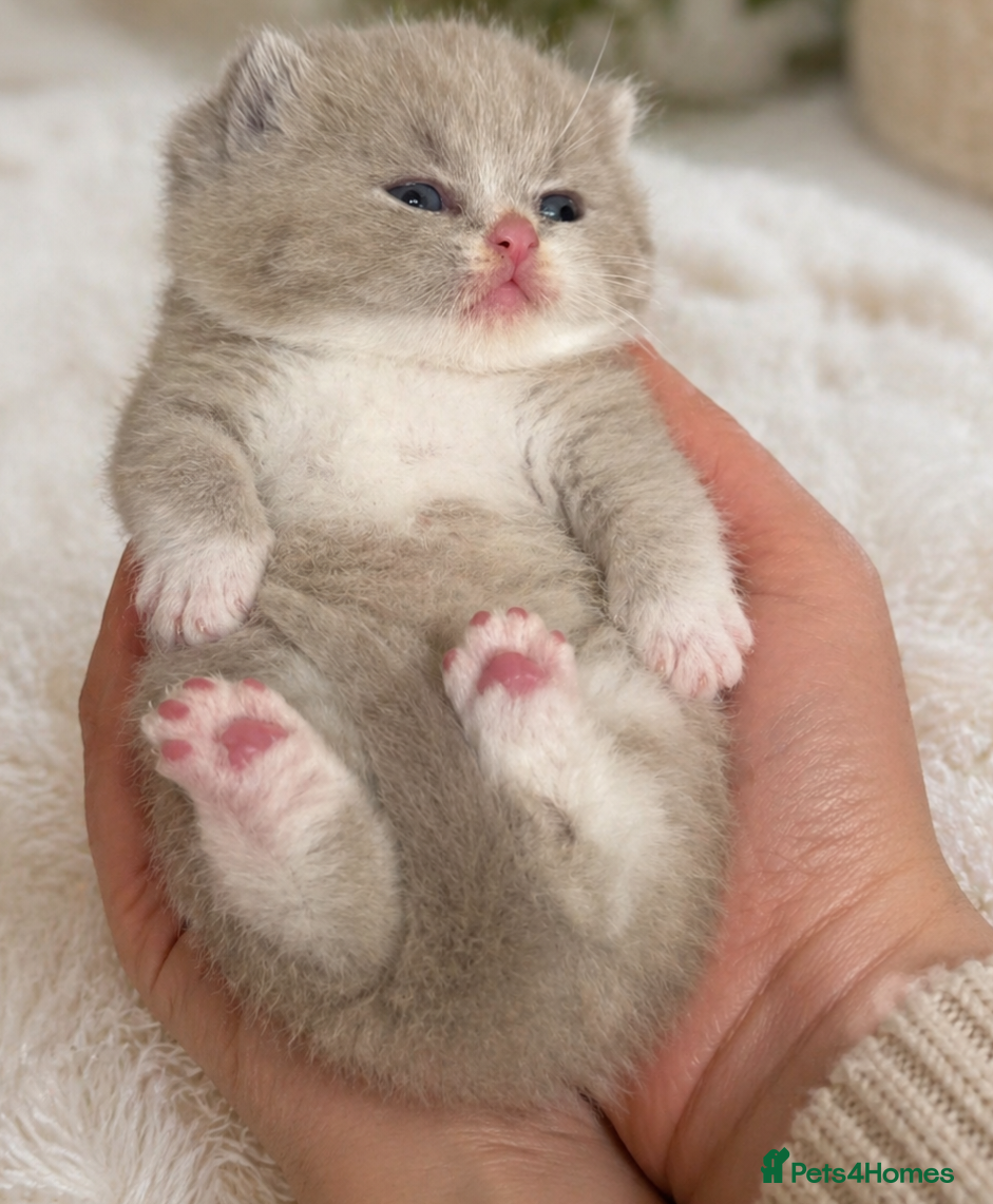 British Shorthair cats 🌟Exceptional quality British shorthair kittens🌟  - Advert 1