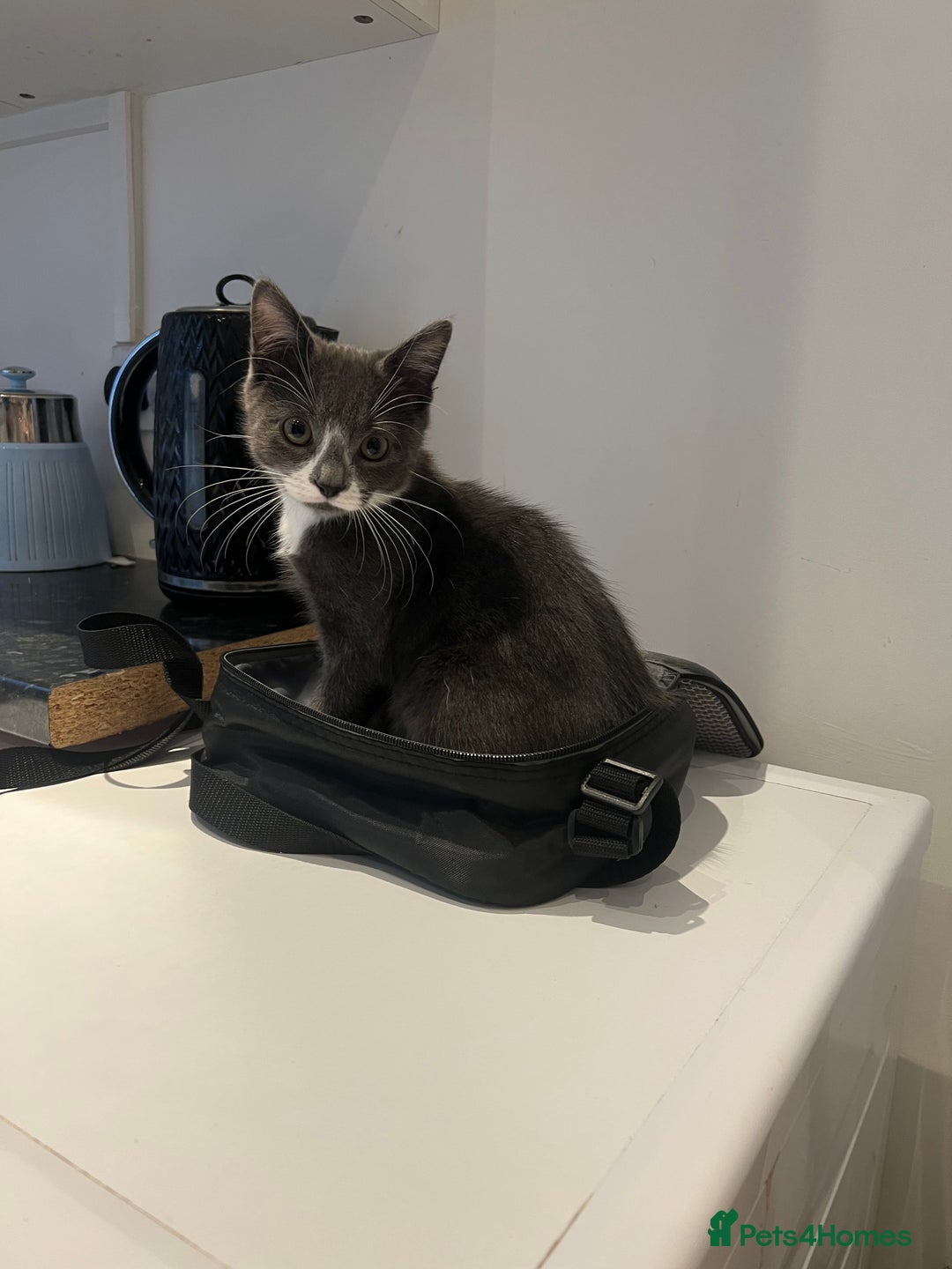 Domestic Shorthair cats for sale: Grey & white Kitten for sale - Advert 3