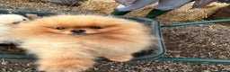 Pomeranian dogs for stud: Kc bright orange Pomeranian stud 1.9kg tv star in Lingfield - Advert 2
