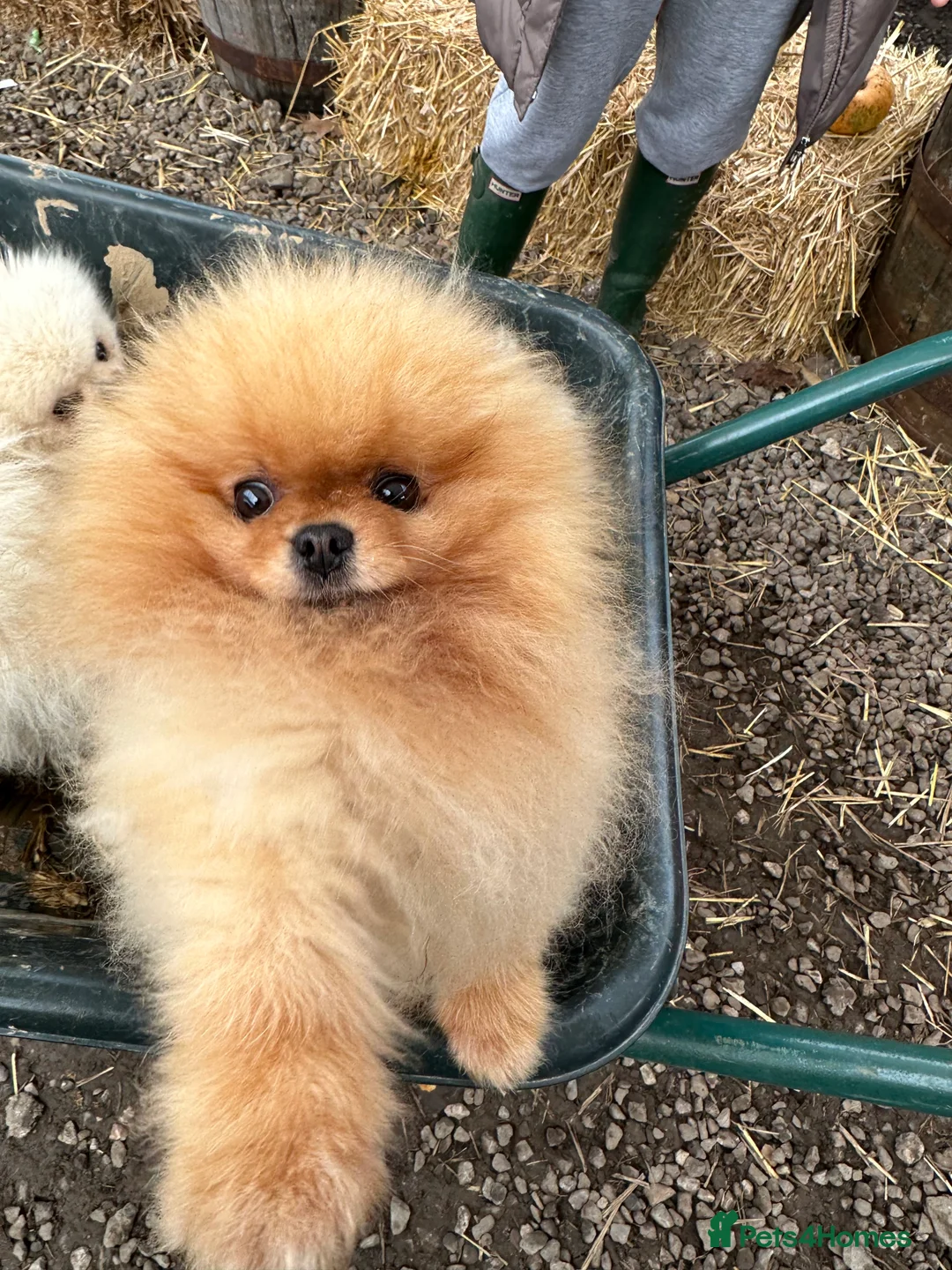 Pomeranian dogs for stud: Kc bright orange Pomeranian stud 1.9kg tv star in Lingfield - Advert 2