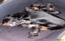 Dachshund dogs for sale: Beautiful Litter Standard Smooth Dachshunds - Advert 12