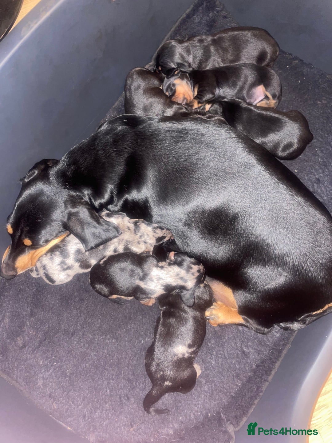 Dachshund dogs for sale: Beautiful Litter Standard Smooth Dachshunds - Advert 12