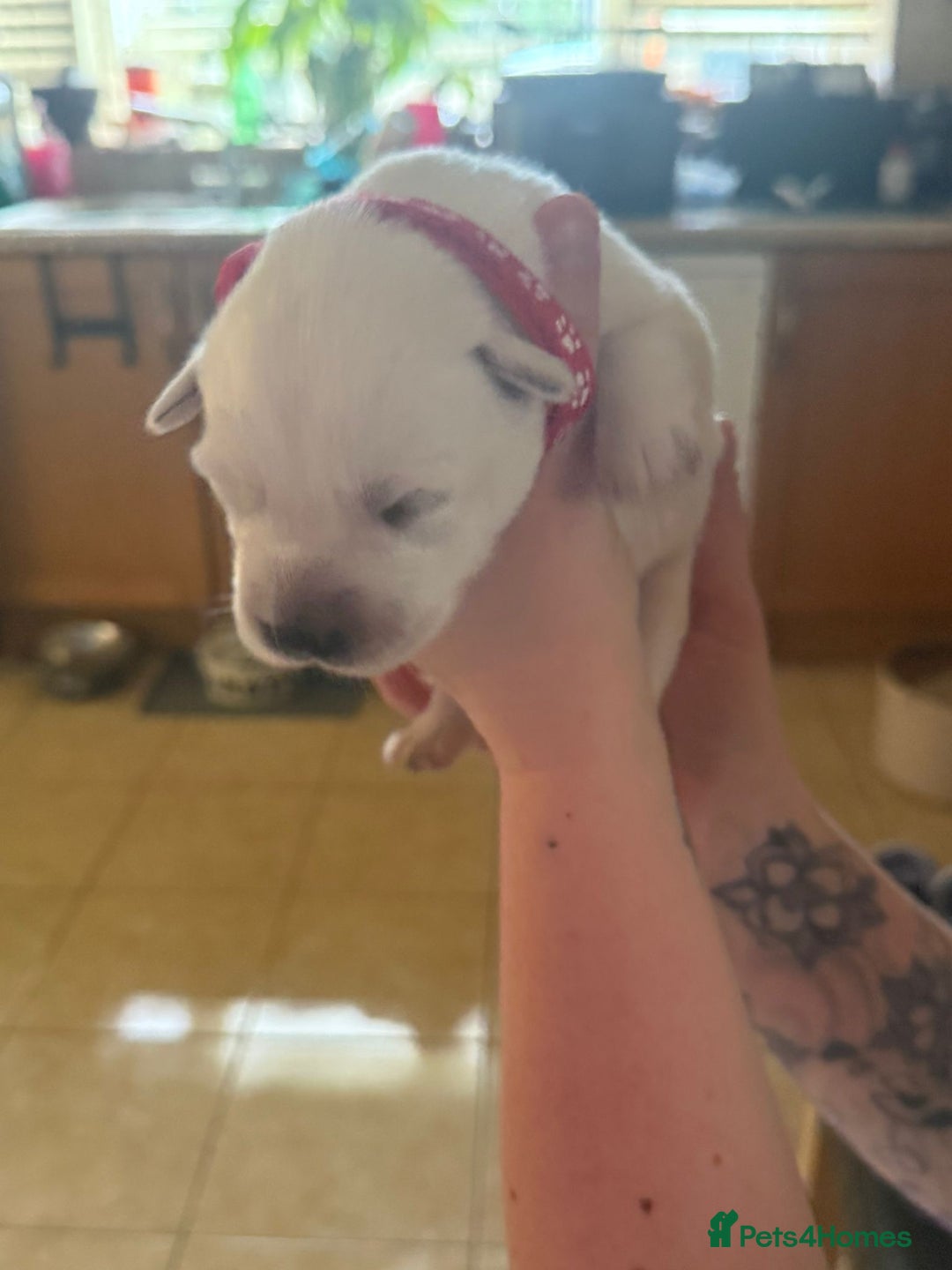 Mixed Breed dogs for sale: Huskador - Image 23