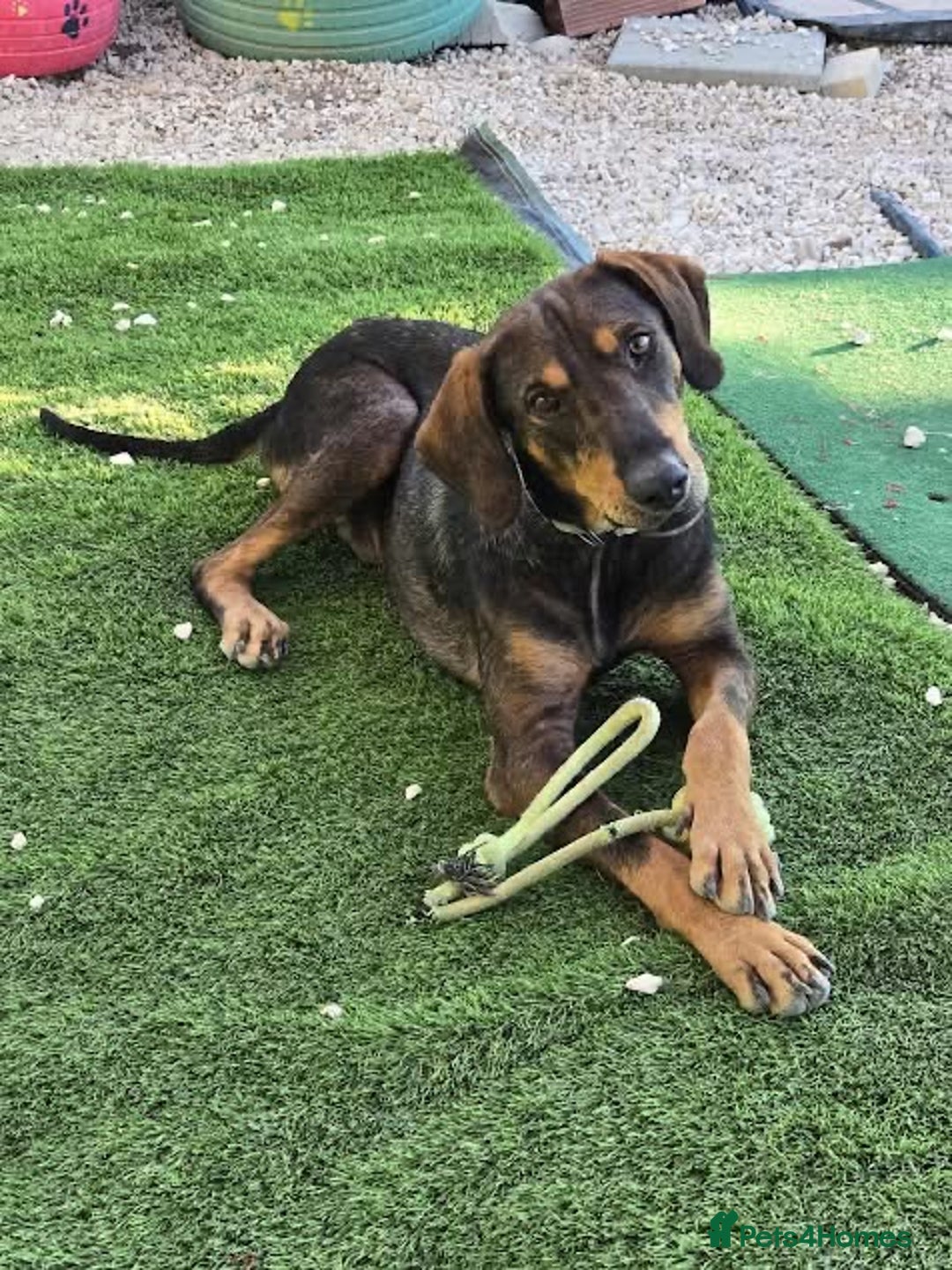 Mixed Breed dogs for adoption: Argos the true gent  - Advert 9