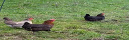 Chickens poultry for sale: Laying hens  - Advert 5