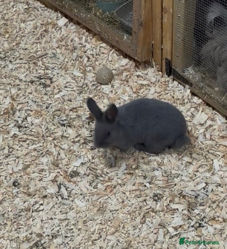 Mixed Breed rabbits Rare Breed. Velvet Blue Holicer 7 weeks old - Advert 2