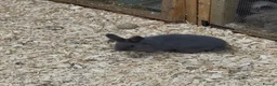 Mixed Breed rabbits for sale: 9week old Rare Breed V Blue Holicer - Advert 2