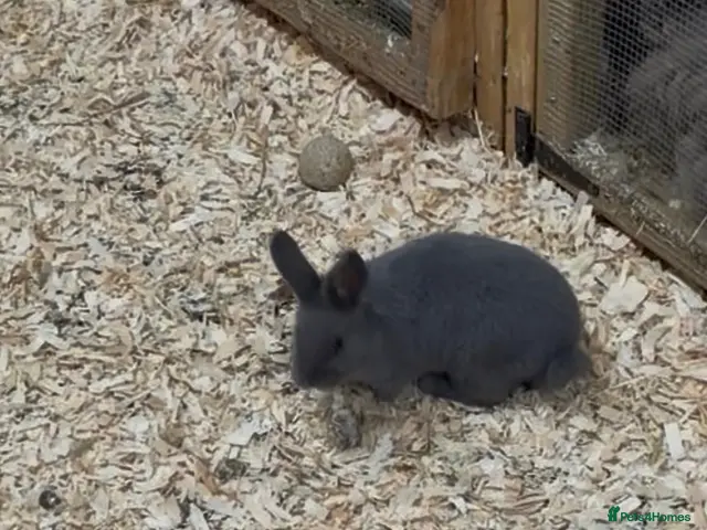 Mixed Breed rabbits 9week old Rare Breed V Blue Holicer - Advert 2