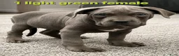 Cane Corso dogs for sale: Pure Cane corso need rehoming ready to leave now - Advert 11
