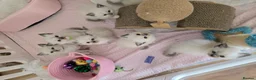 Ragdoll cats for stud: Ragdoll stud - Advert 3