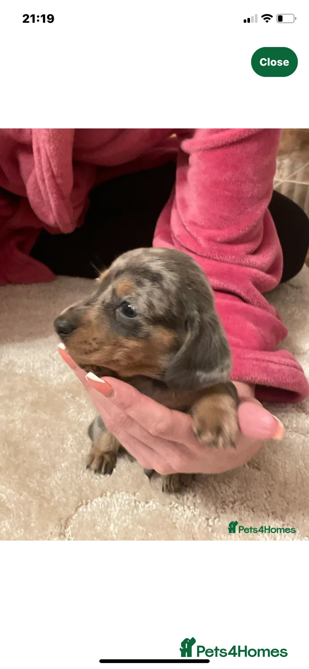 Dachshund dogs for stud: K.C reg. long hair dapple dachshund for STUD - Advert 4