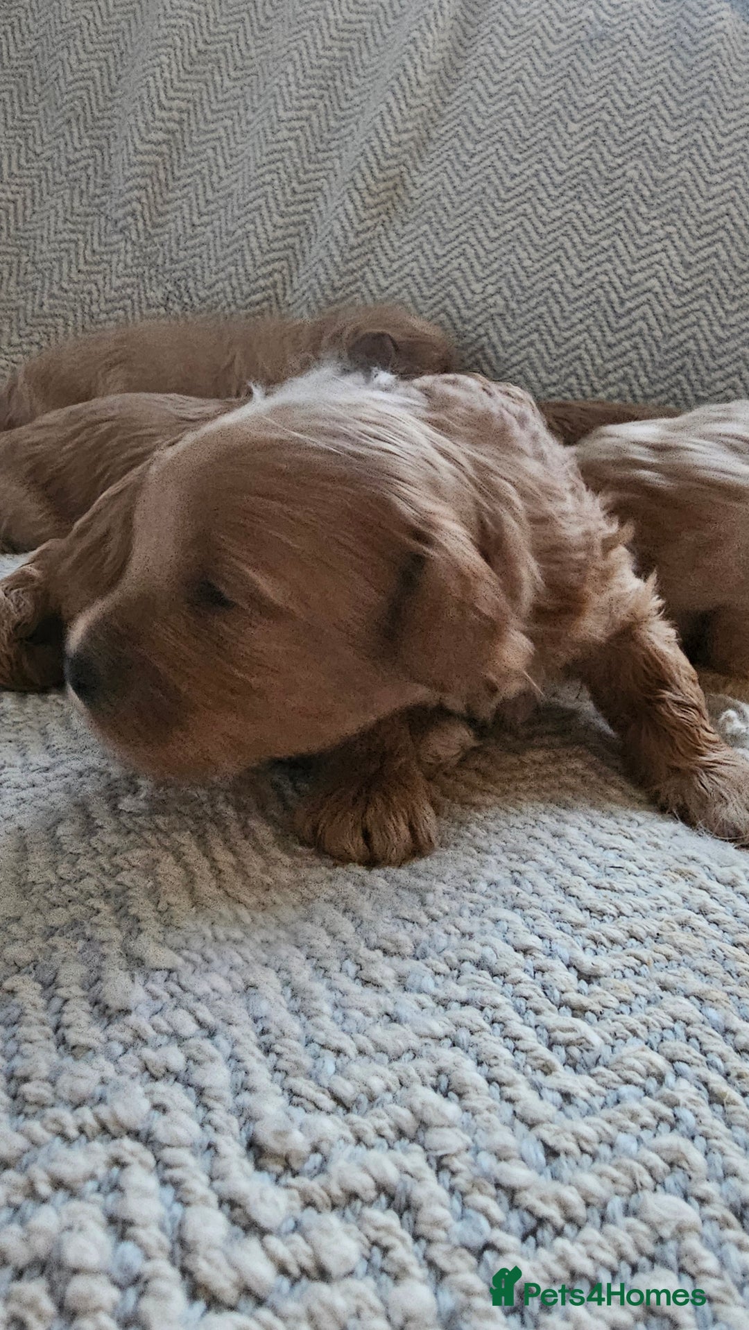 Maltipoo dogs for sale: Beautiful puppies  - Advert 7