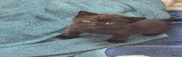 Mixed Breed cats for sale: 3 male kittens - Advert 4