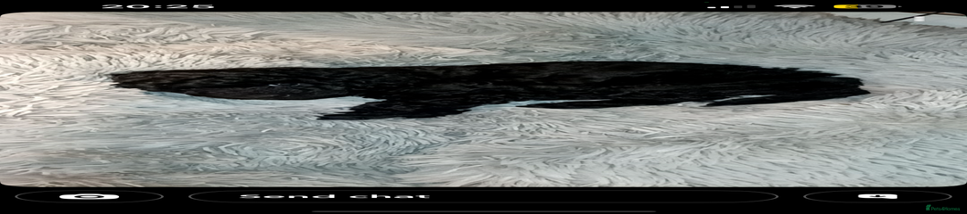 Cockapoo Puppy 4 Bella